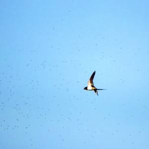Kijk, geniet & bewonder......<br />BELEEF DE NATUUR! Wat zie ik precies?