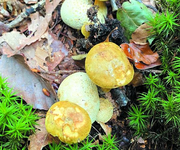 Mooie natuurwandeling Heemkunde Denekamp