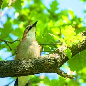 Kijk, geniet & bewonder......<br />BELEEF DE NATUUR! Wat zie ik precies?