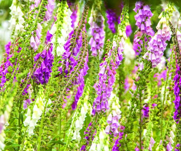 Kijk, geniet & bewonder...... BELEEF DE NATUUR! Wat zie ik precies?