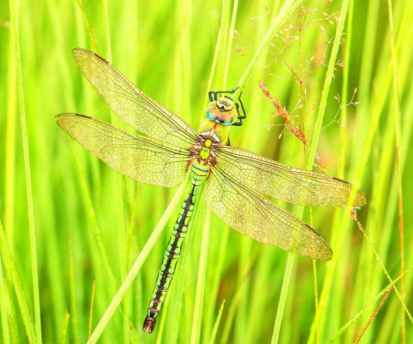 Kijk, geniet & bewonder...... BELEEF DE NATUUR! Wat zie ik precies?