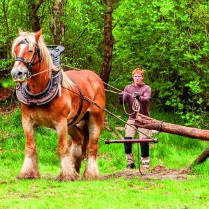 Boomsleepwedstrijd voor paarden op terrein Hoeve Springendal op 2 november