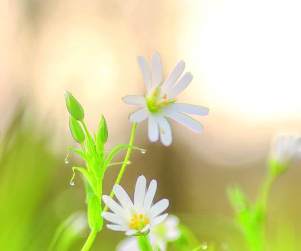 Kijk, geniet & bewonder...... BELEEF DE NATUUR! Wat zie ik precies?