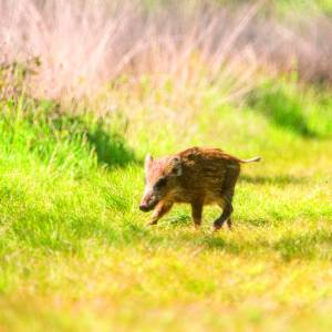 Kijk, geniet & bewonder......<br />BELEEF DE NATUUR! Wat zie ik precies?