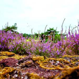 Kijk, geniet & bewonder......<br />BELEEF DE NATUUR! Wat zie ik precies?