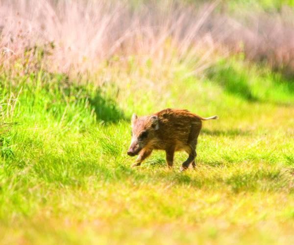 Kijk, geniet & bewonder...... BELEEF DE NATUUR! Wat zie ik precies?
