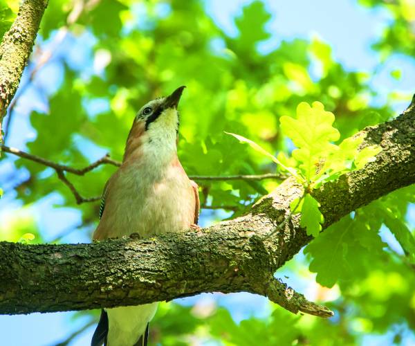Kijk, geniet & bewonder...... BELEEF DE NATUUR! Wat zie ik precies?