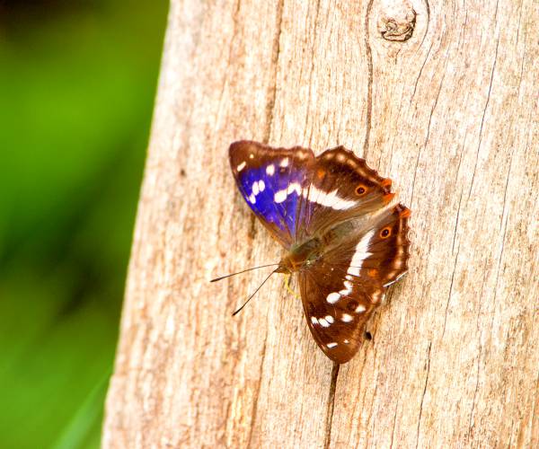 Kijk, geniet & bewonder...... BELEEF DE NATUUR! Wat zie ik precies?