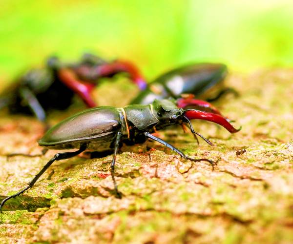 Kijk, geniet & bewonder...... BELEEF DE NATUUR! Wat zie ik precies?