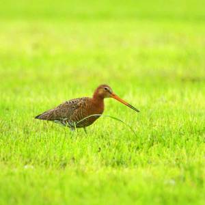 Kijk, geniet & bewonder......<br />BELEEF DE NATUUR! Wat zie ik precies?