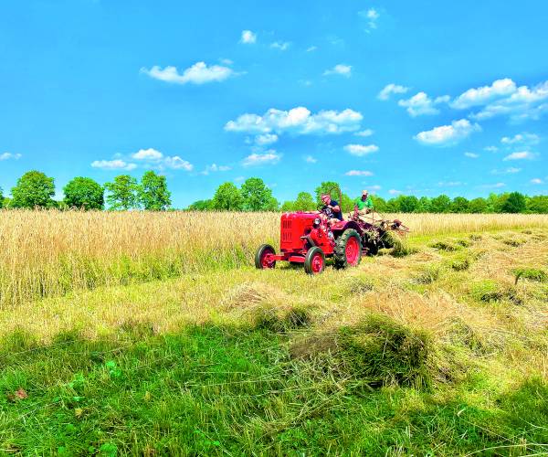 Rogge op ouderwetse manier binnengehaald